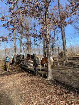 Beautiful horses