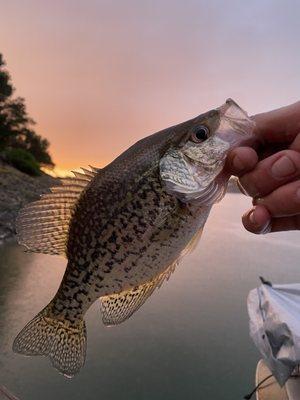 Crappie biting in the cove