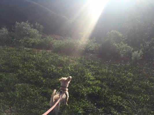 Lilah's first hike after recovering from her back injury with the help of acupuncture and laser therapy!