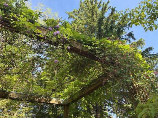 Pergola near cafe entrance with flowering vines and mason bees.