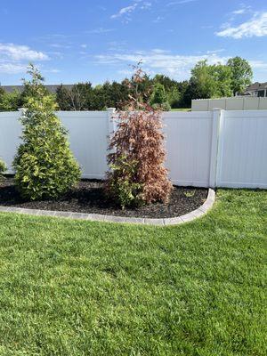 Dead tree due to contractor not adequately setting up irrigation.