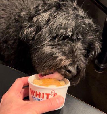 Birthday boy enjoying his doggie sundae!