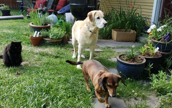 Buster, in back, with his pals Mama and Berkeley.