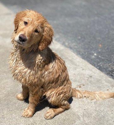 Poppy when we first rescued her! She went for a swim....