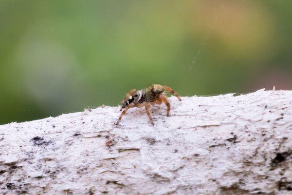 I found a tiny, adorable jumping spider!! So darn cute!!