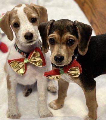 Ruby & Scarlet @ 10 weeks old, healthy & happy thanks to Animal Hospital of Boone.