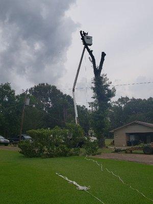 Trimming oak trees