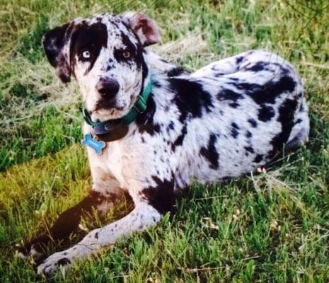 Kowboy my Catahoula Leopard Dog.. Hes the best dog in the world:) I  him sooo much!!!!