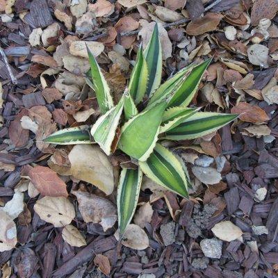 Crushed agave