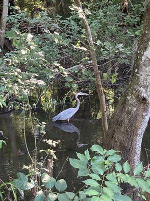 Blue heron