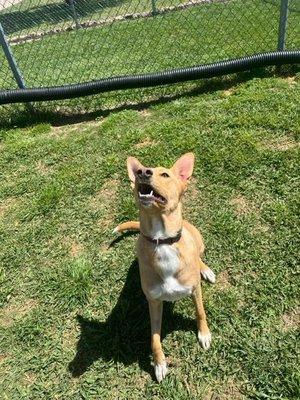 Happy Bella at Boonville Animal Hospital!