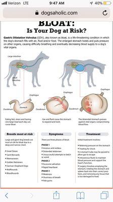 Beware of bloating!!!! It's the first sign!!! Don't ignore!!