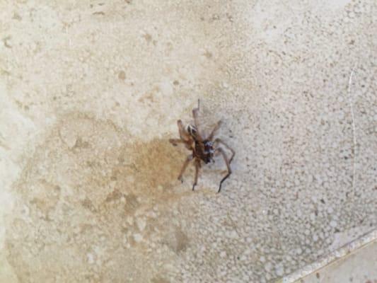 One of several Spiders I had to kill myself because they did not do their job!!