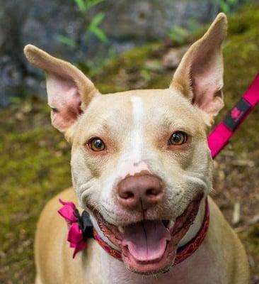 Happy and smiling for this photo, Honey is sporting her Collar Me Charming flower. #starsofcitifido