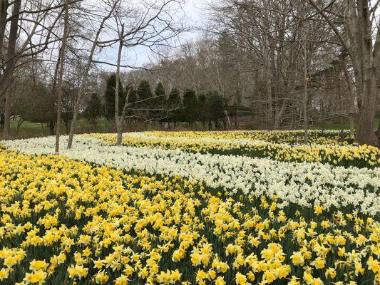 Field with variety of daffodils