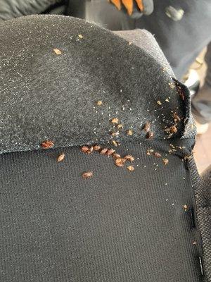 Lifted up felt on this couch and found the bed bug nest