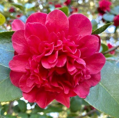 Gorgeous camellias