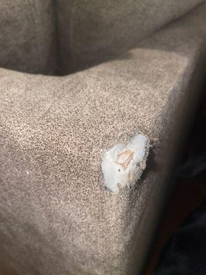 Ripped every corner of my couch and lost the legs to our couch