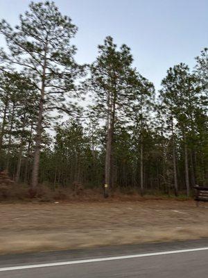 Conecuh National Forest