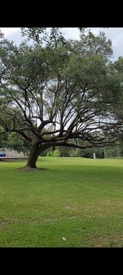 Beautiful old oak trees