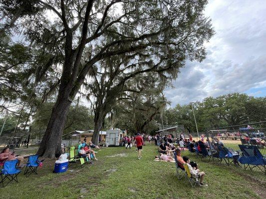 Shade trees