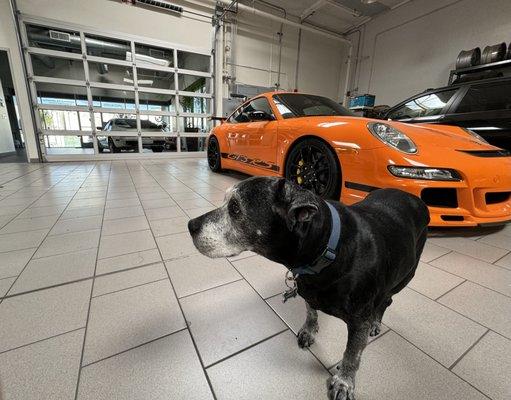 Our quality control expert Harley has given us the go-ahead to call the owner of this special GT3RS to inform him that his Porsche is ready