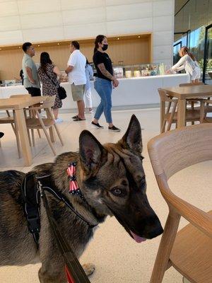 Dog friendly apple store and cafe.