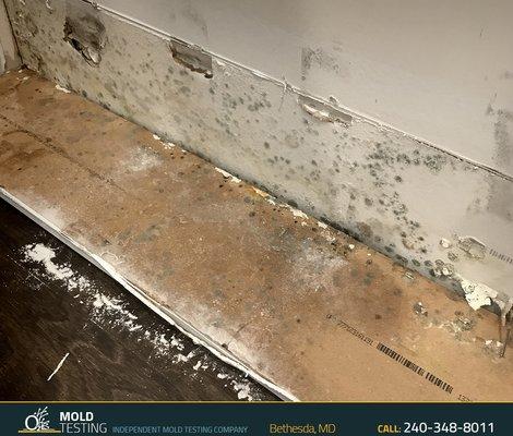 Mold testing Bethesda MD