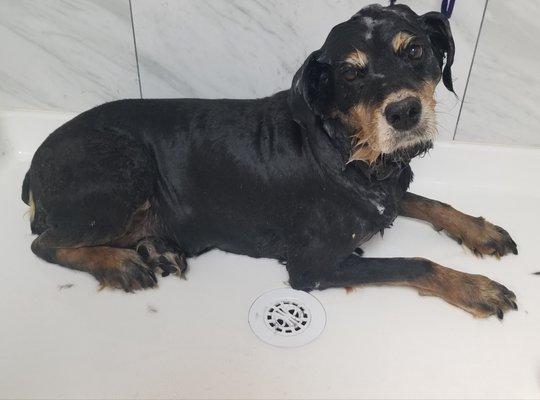 Cassie, a longtime favorite of ours. We saw much improvement in her spa session today. You can see she is relaxing and enjoying her bath!