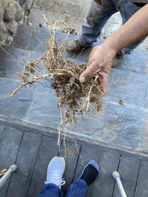 Wetland Landscaping Maintenance