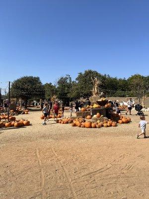 Pumpkins galore