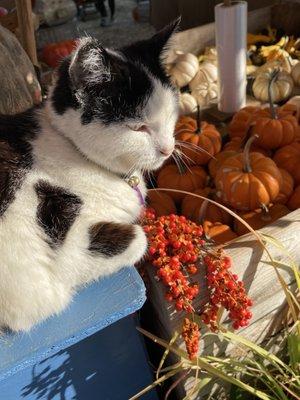 Shop cat assisting me with pumpkin selection.