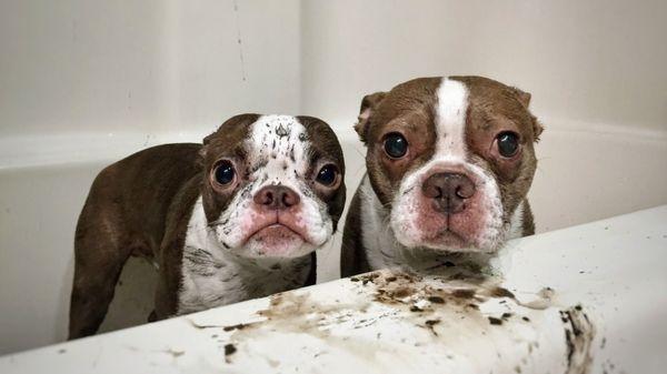 Henry and Penny in the tub ©2023 Don Lindell