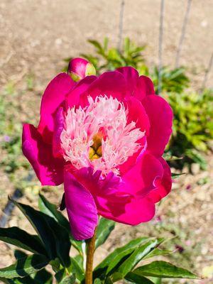 CharMarron Peony Nursery