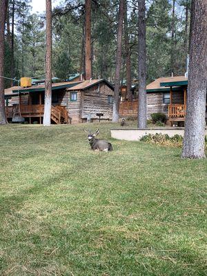 This fellow greeted us for breakfast!