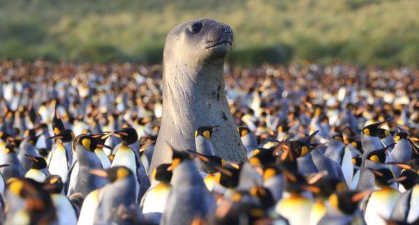 Gold Harbor -- Antarctica, South Georgia & the Falkland Islands Expedition