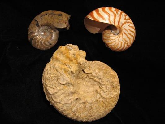 nautilus shell and fossilized nautilus shell