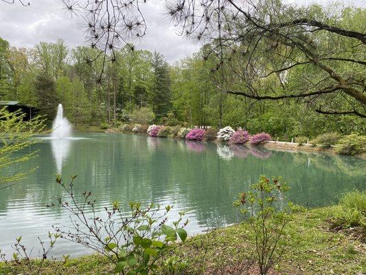 Azaleas were still blooming the end of April