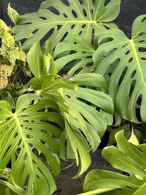 monstera deliciosa