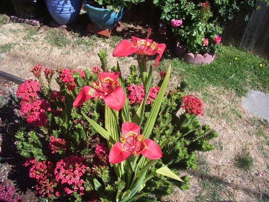 Here's what Trigridia looks like. Like outer space flowers.