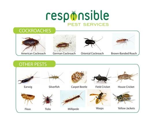 Controlling cockroaches and general pests throughout San Jose. Effective, Affordable and Responsible San Jose Pest Control.