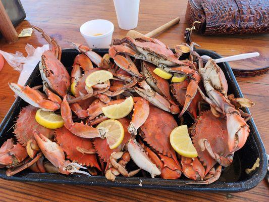 Blue Crabs