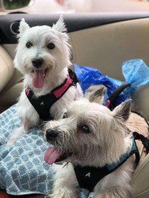 Kali the Westie has already gone to the ER, and Thrive got her better quickly!  She and her sister Mocha give Thrive two ways up!!