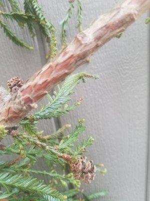 This is a piece of the over 100 year old redwood tree that they removed from our neighborhood, this is NOT A MONTEREY PINE.