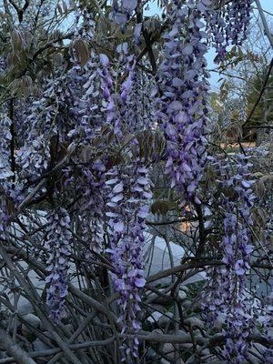 Wisteria blooming at Loose Park