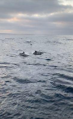 Dolphins swimming alongside our boat!