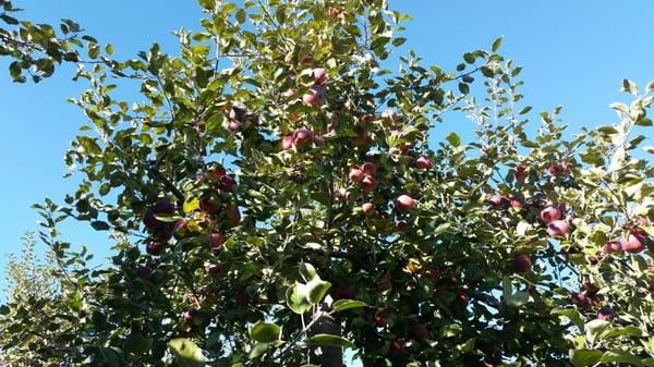 Apples at the top of tree.