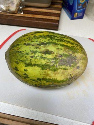 Christmas Melon