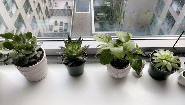 Right three plants are from Noble Plants.