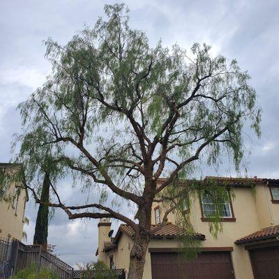 Pepper trees trimmed and cut it away from the roof.